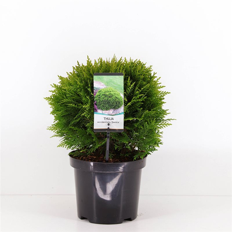 Туя западная Даника